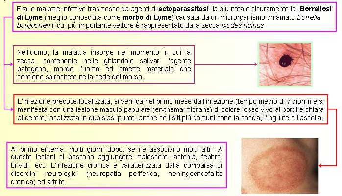 Aiuto mio figlio di 1 anno morso da zecca